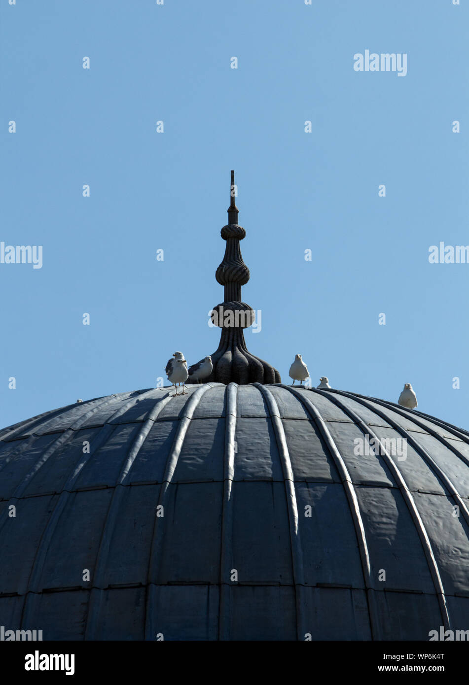 Low angle view of a group of seagulls lazily waiting at the dome of a medieval building at midday. Stock Photo
