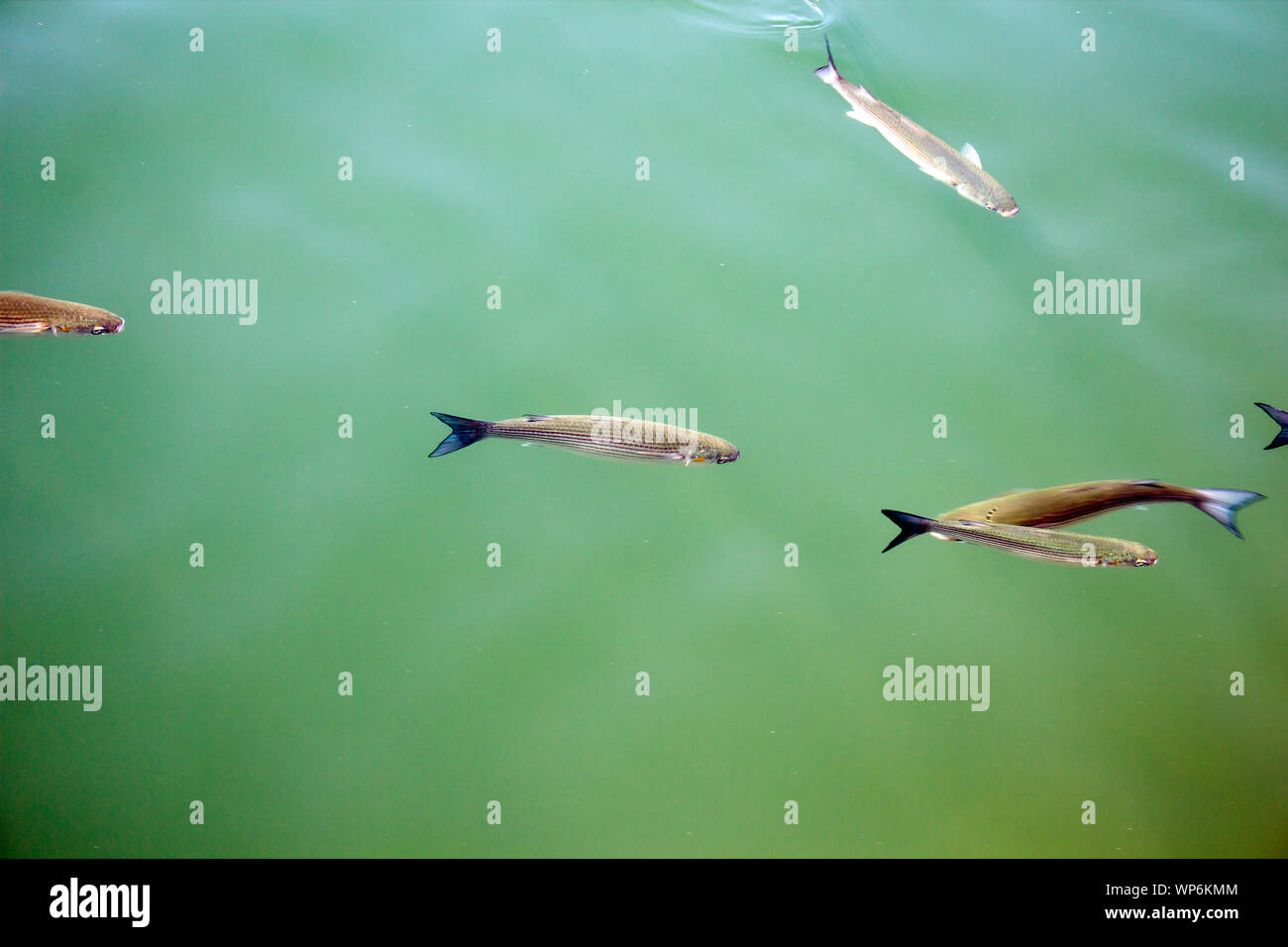Flathead mullet fish swimming diagonally in creamy green murky water. Stock Photo