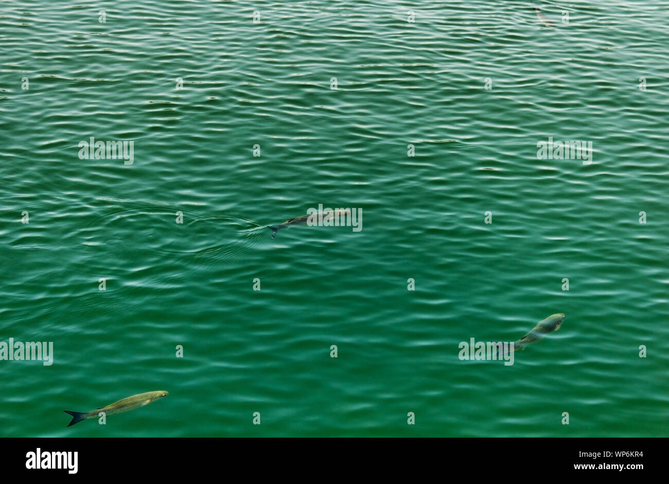 Three mullet fish swim on the surface of green sea water forming a triangle. Stock Photo