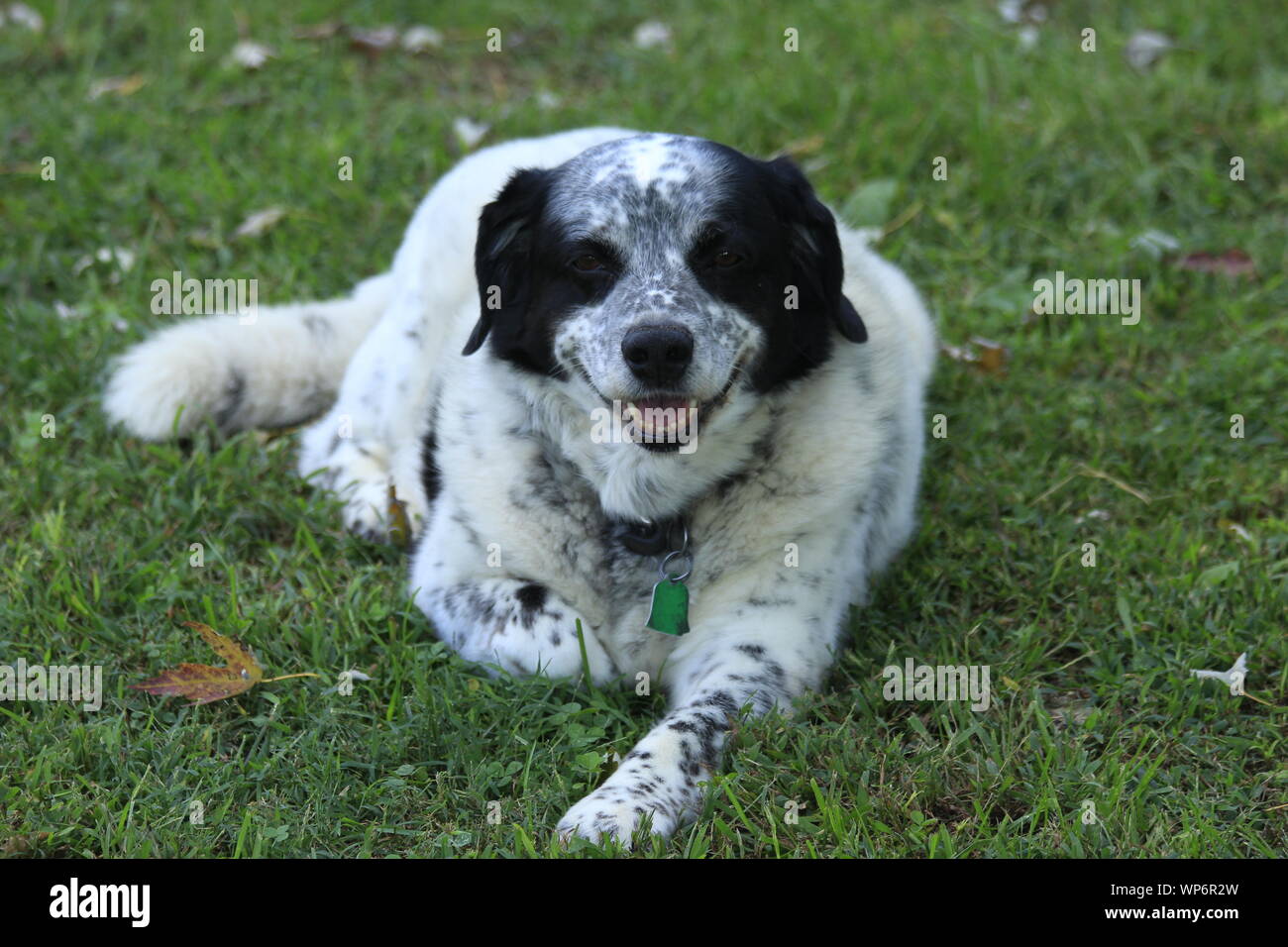 Black and White Dog laying in the green grass RELAXING Stock Photo - Alamy