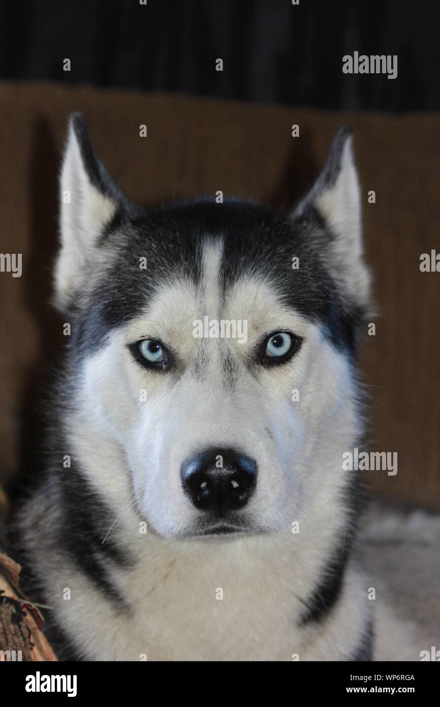 Alaskan Husky shot closeup in a portrait with a dark back ground. Stock Photo