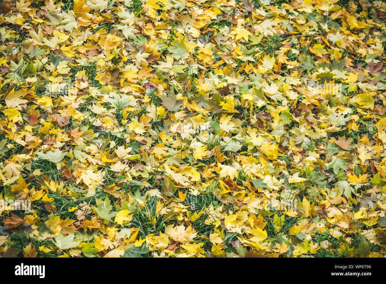 autumn background with yellow maple leaves fall on ground with green ...