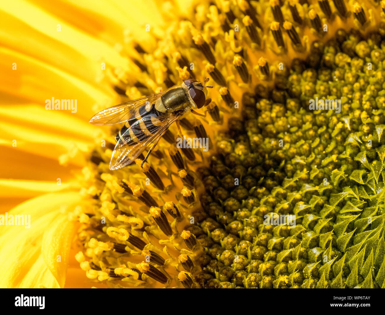 Hoverfly Closeup on a Sunflower Stock Photo