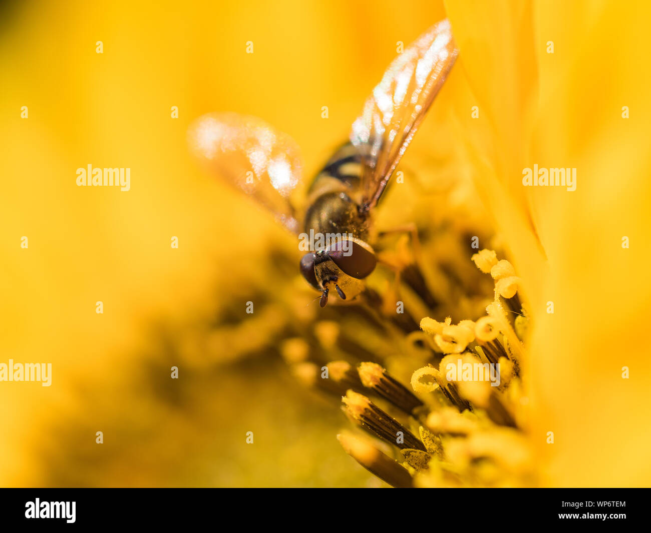 Hoverfly Closeup on a Sunflower Stock Photo