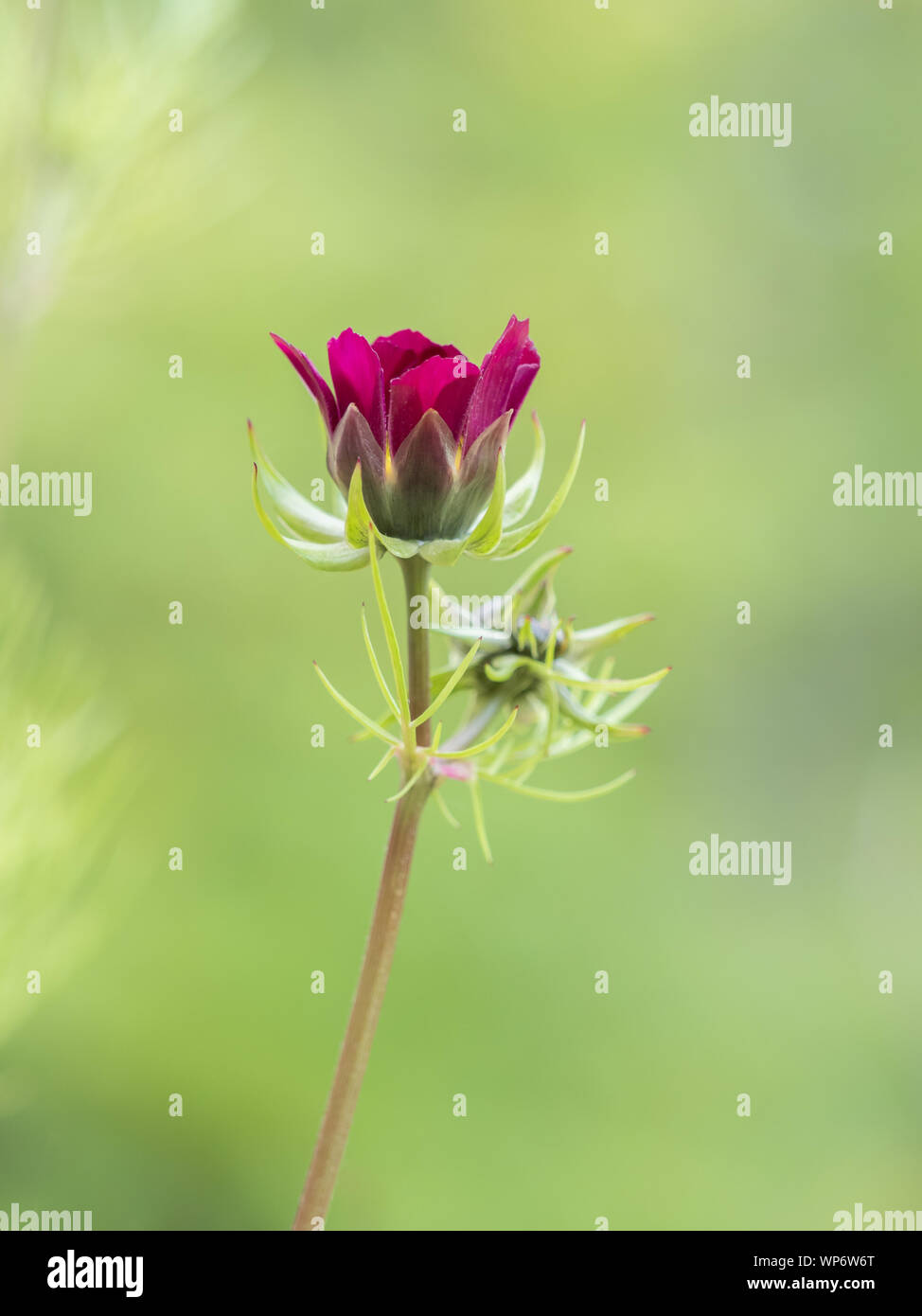 Pink daisy like flower hi-res stock photography and images - Alamy