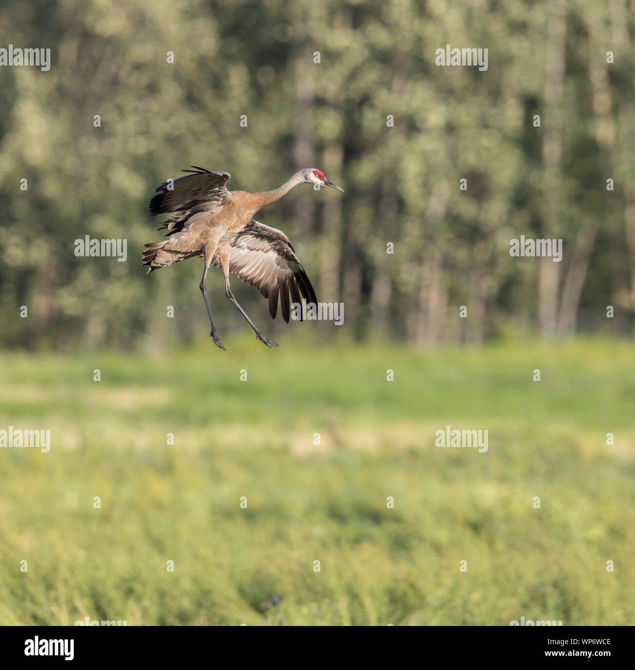 Lesser Sandhill Crane Flying in Alaska Stock Photo