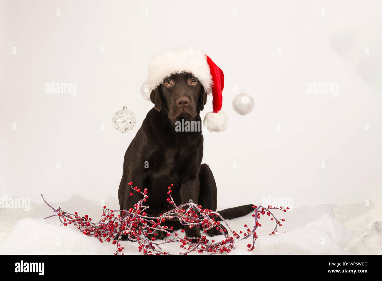 Xmas chocolate Labrador dog poses in a Santa hat for Christmas card Stock Photo