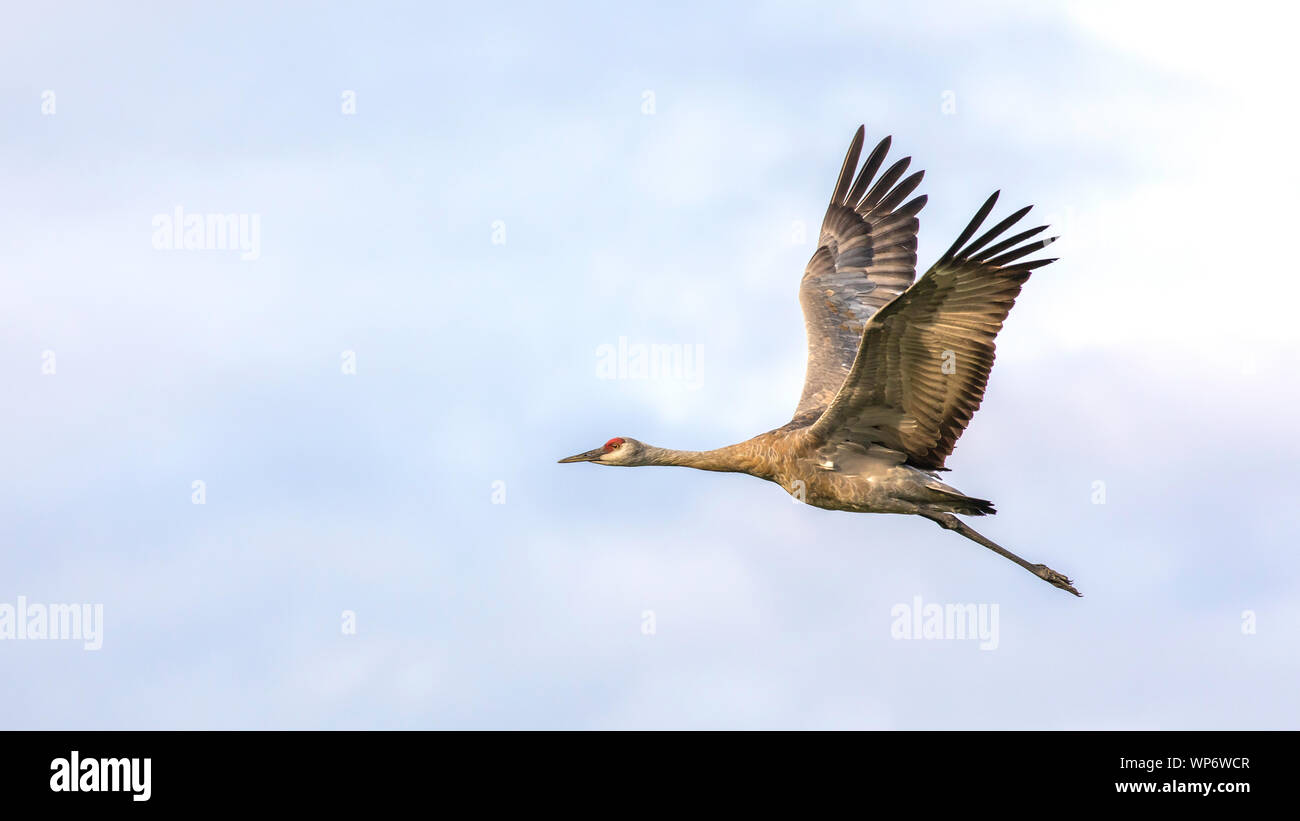Lesser Sandhill Crane Flying in Alaska Stock Photo