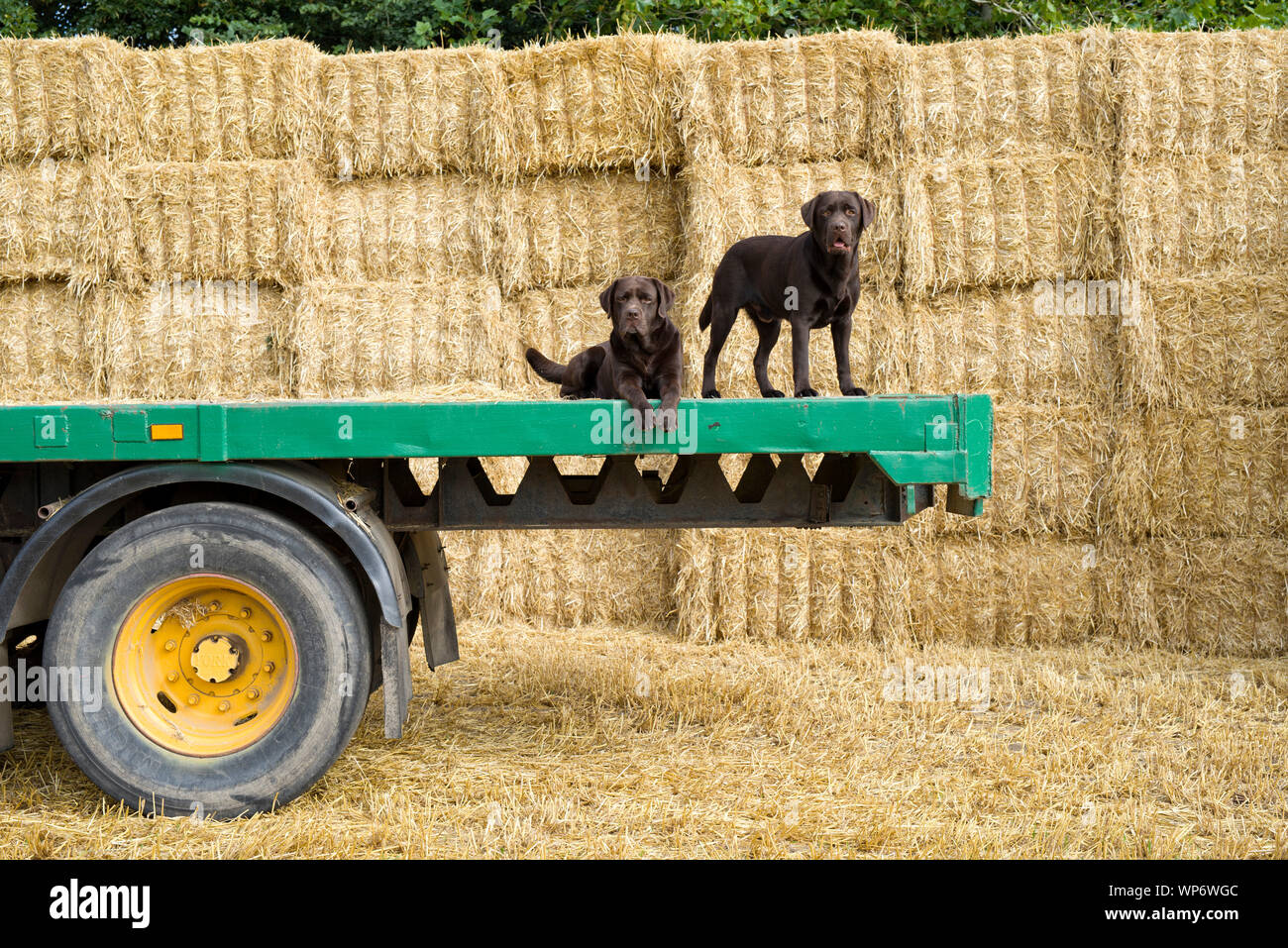 Straw Dogs! Chocolate Labrador Dogs on a farm trailer Stock Photo Alamy