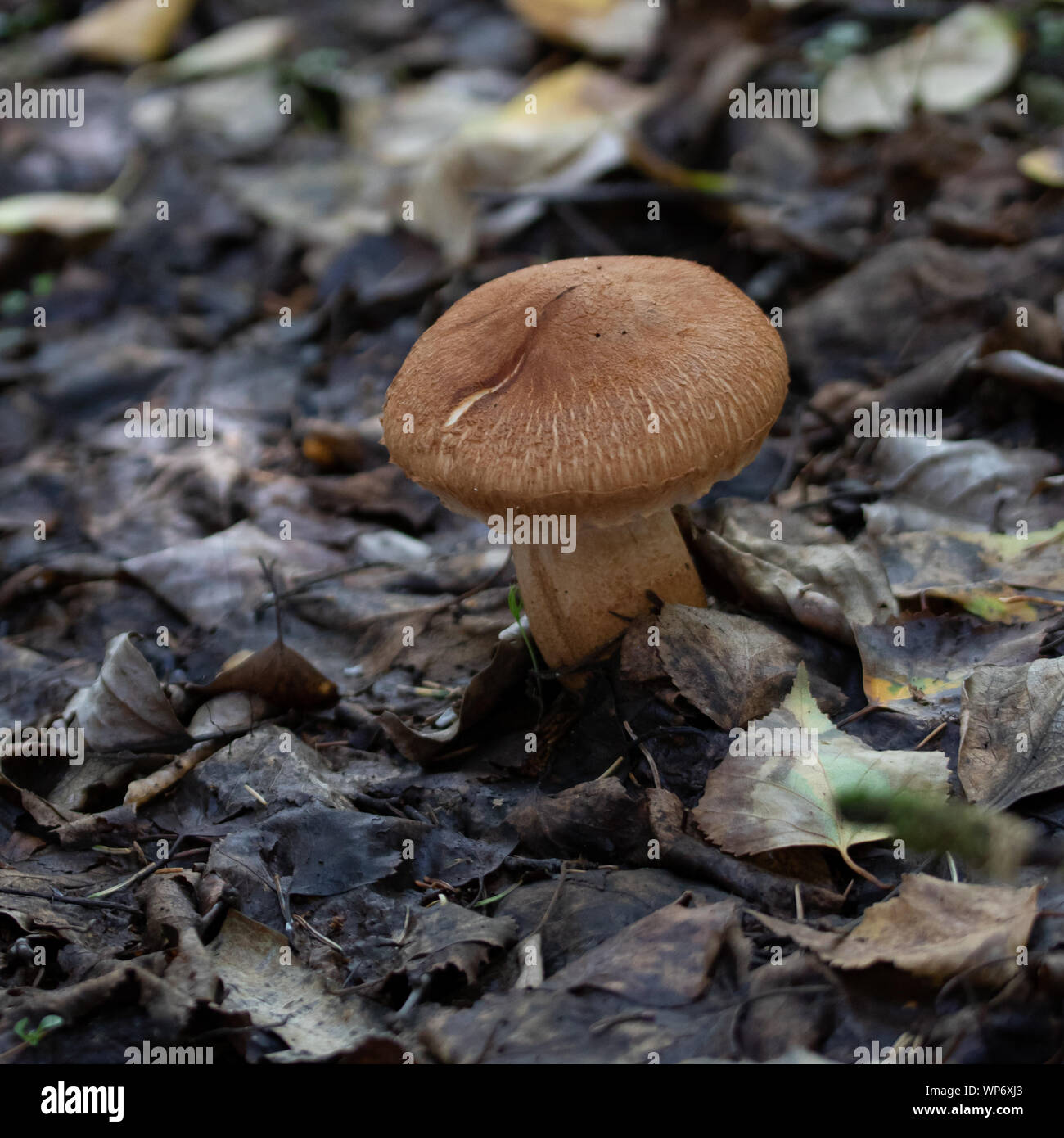 Brown Mushroom in Alaska Stock Photo
