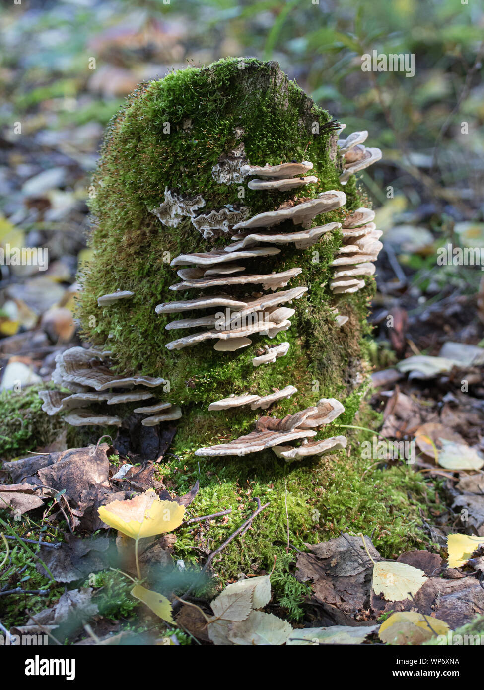 Oyster Mushroom on a Tree Stump Stock Photo