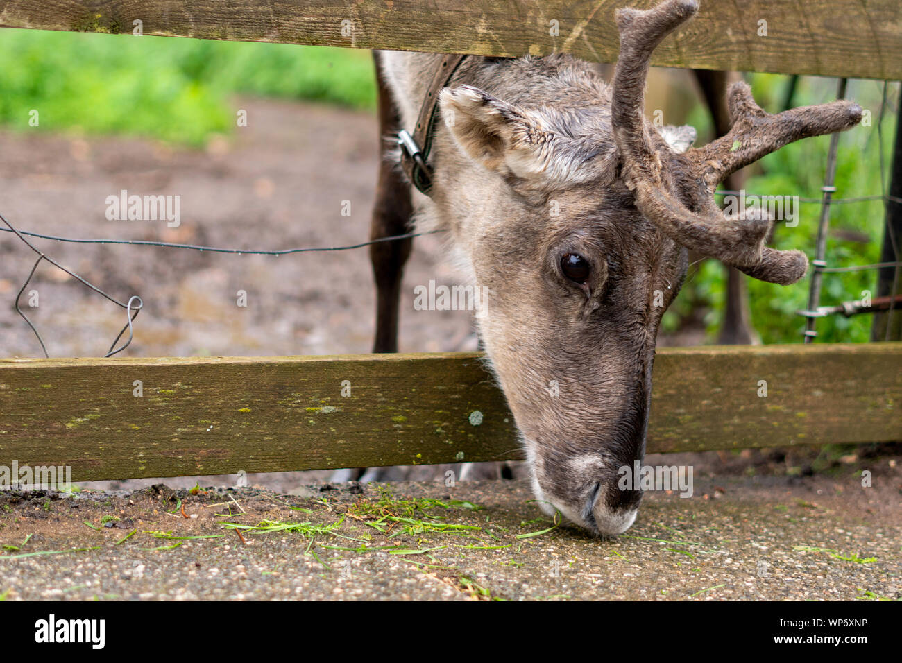 A domesticated reindeer on a farm stuck his head through the fence of the paddock and is trying to collect the grass that the farmer dropped on the ro Stock Photo