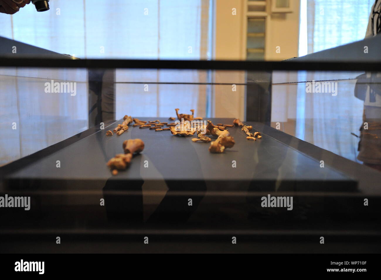 Remainders of Lucy's skeleton Stock Photo