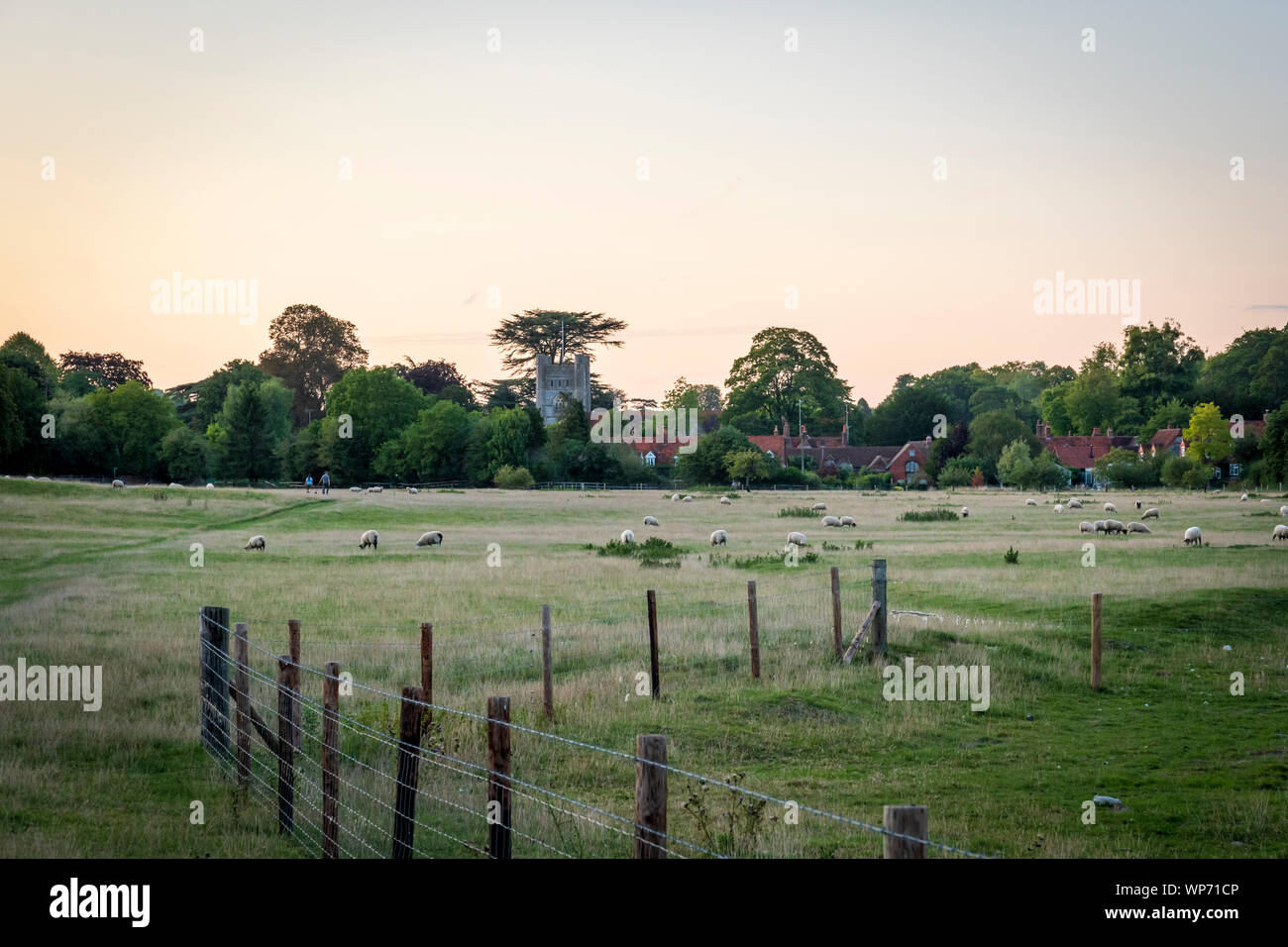 Sheep graze in a field by the village of Hambleden Stock Photo