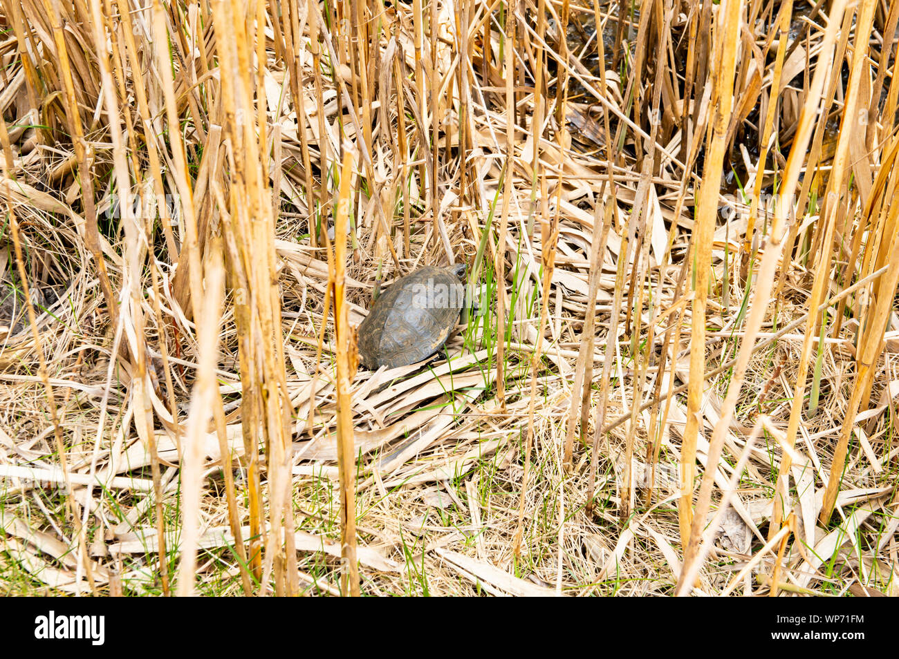 Freshwater turtle in reeds - animals, nature Stock Photo - Alamy