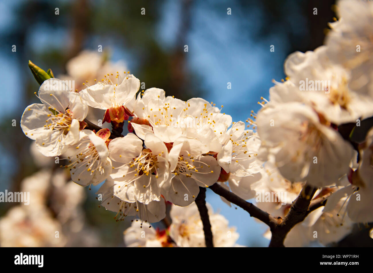 Apricot Tree Blossom - Earth Day, Mother's Day Stock Photo - Alamy