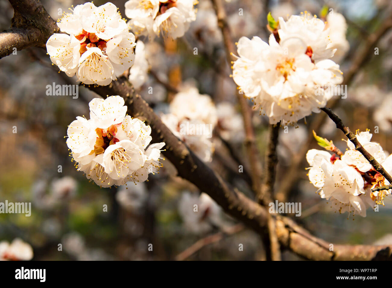 Apricot Tree Blossom - Earth Day, Mother's Day Stock Photo - Alamy