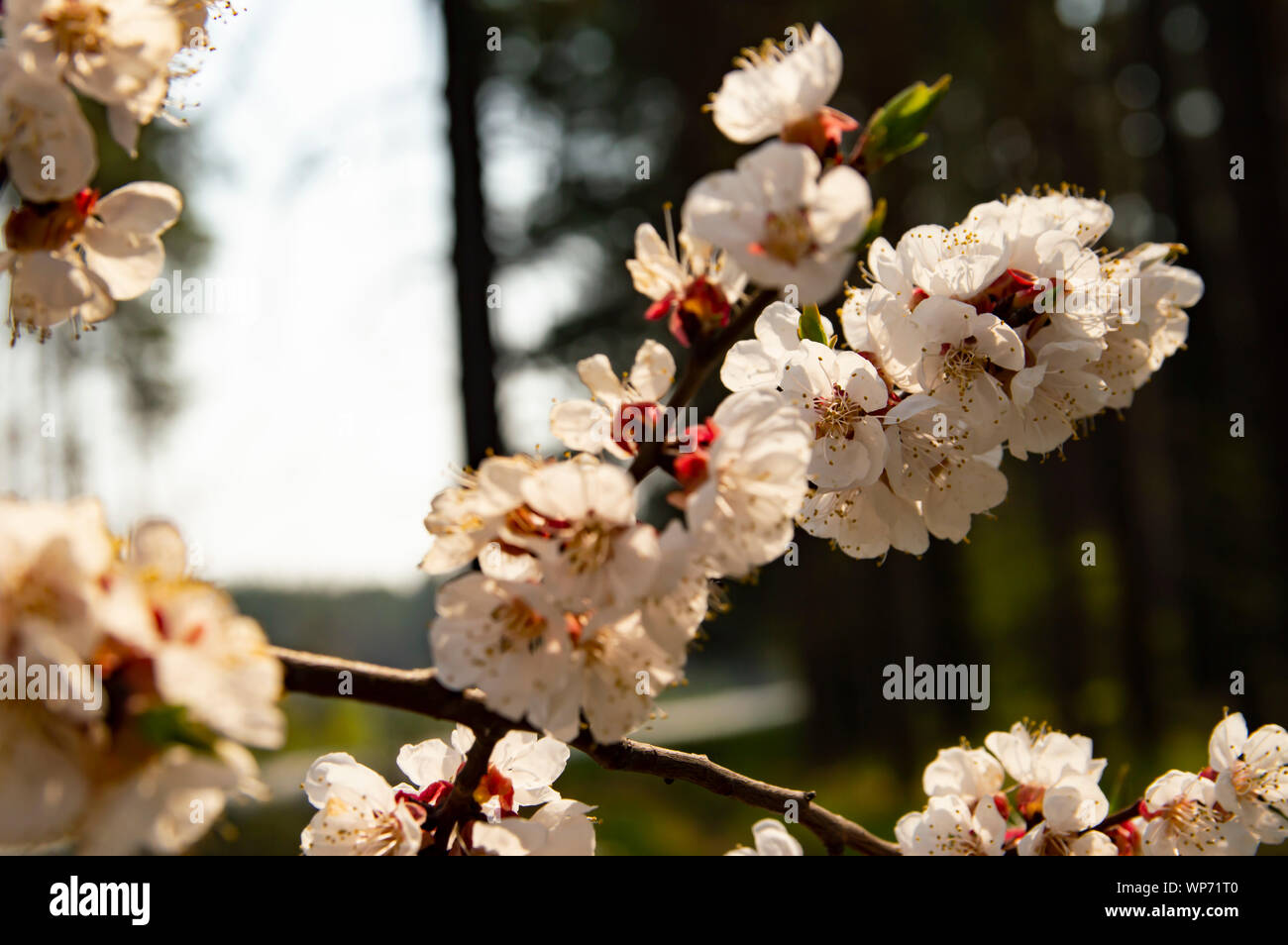 Apricot Tree Blossom - Earth Day, Mother's Day Stock Photo - Alamy