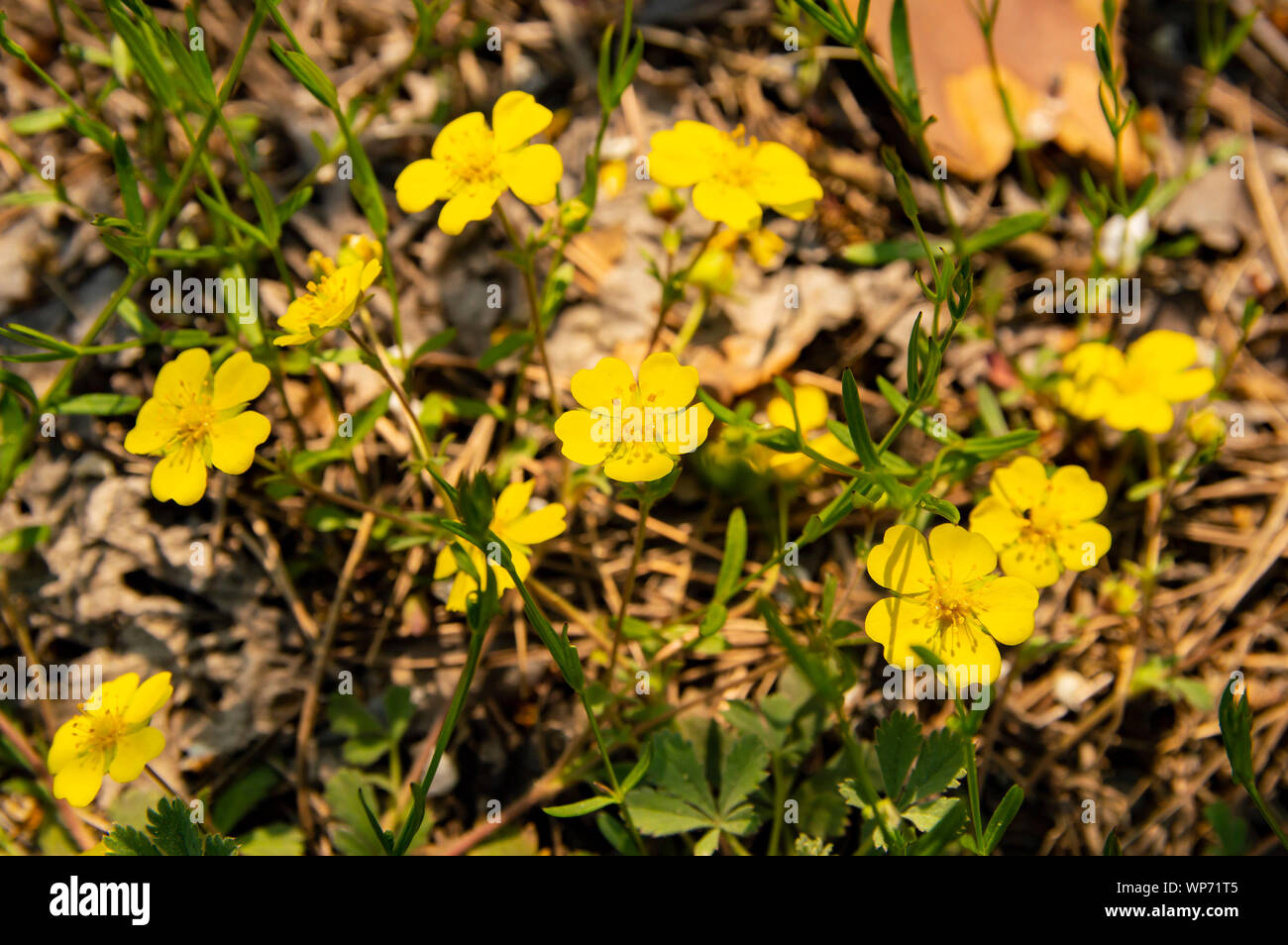 Yellow forest flowers - Earth Day, Mother's Day Stock Photo - Alamy