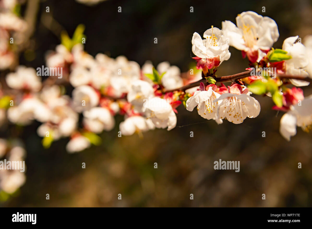 Apricot Tree Blossom - Earth Day, Mother's Day Stock Photo - Alamy