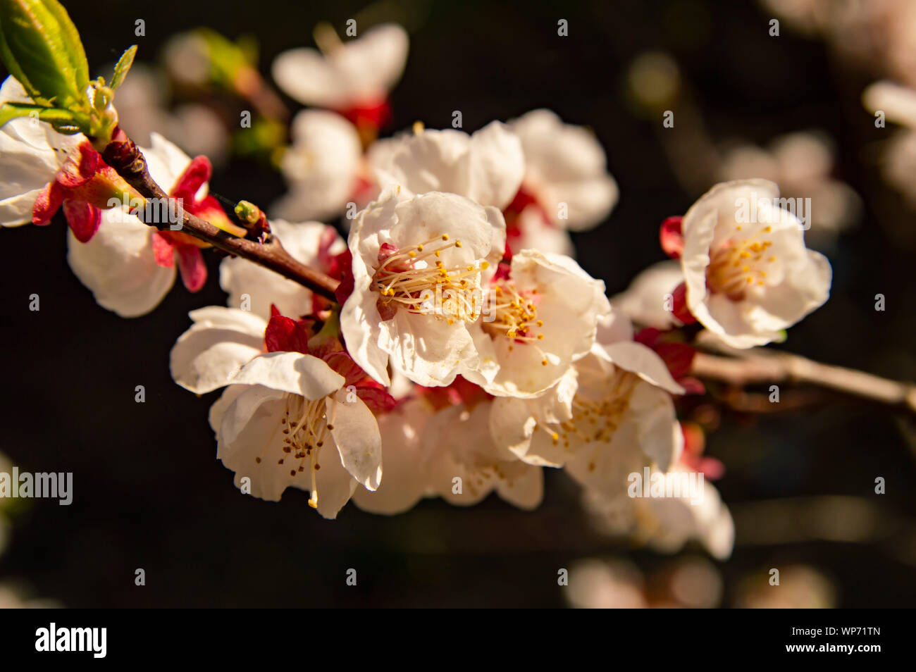 Apricot Tree Blossom - Earth Day, Mother's Day Stock Photo - Alamy
