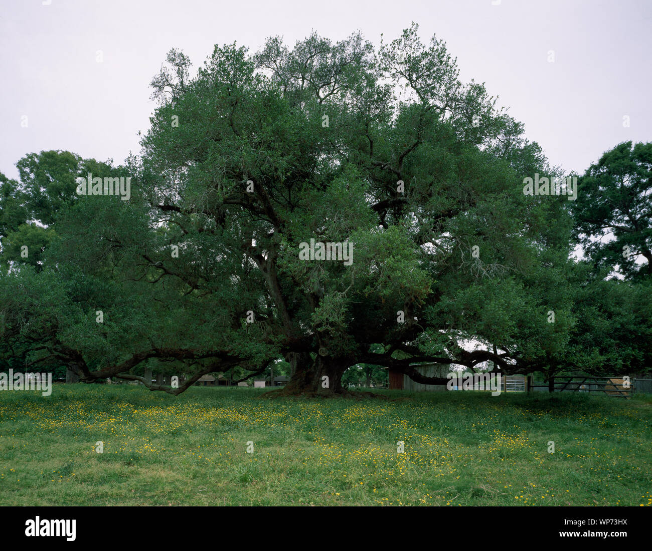 Large tree in the rural south Stock Photo - Alamy