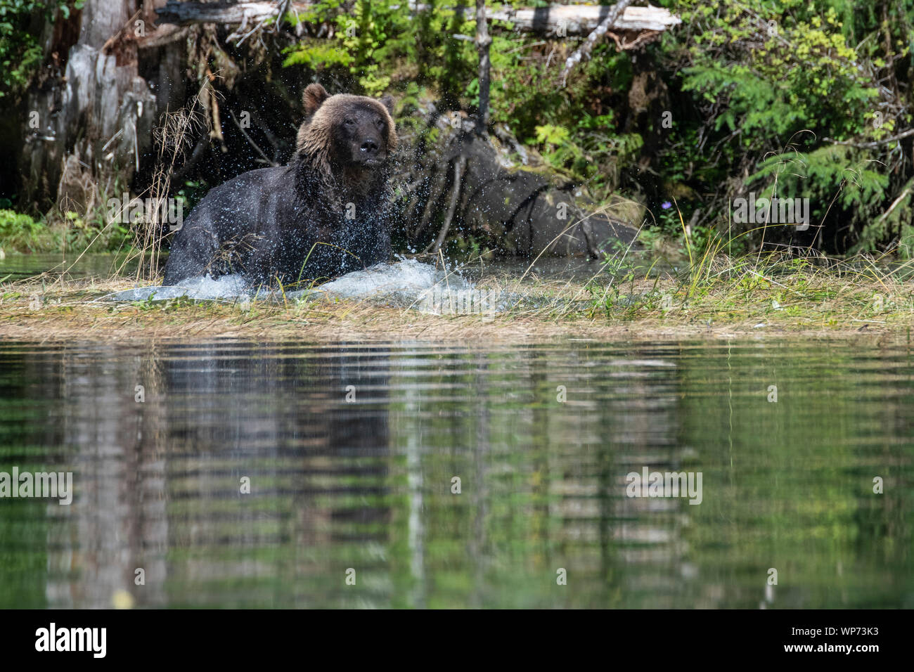 Canada, British Columbia, Great Bear Rainforest, Khutze Inlet. Male brown bear aka grizzly bear (WILD: Ursus arctos) playing on shoreline. Stock Photo