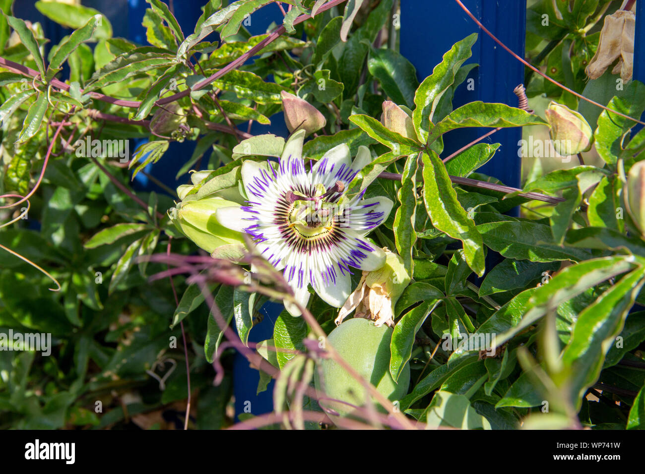 The blue passion flower Passiflora caerulea is a species of the species-rich genus of passion flowers Passiflora Stock Photo
