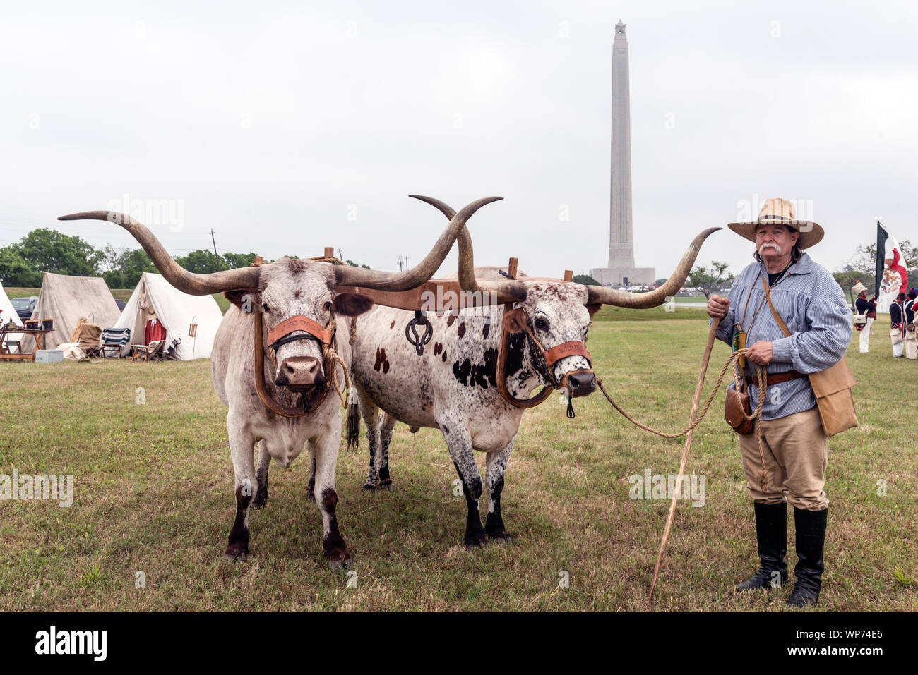 Larry Professor Paisley Heidbreder and his yoked Texan longhorns (Justice, left, and Liberty) at the annual Battle of San Jacinto Festival and Battle Reenactment, a living-history retelling and demonstration of the historic Battle of San Jacinto in La Porte, Texas Stock Photo
