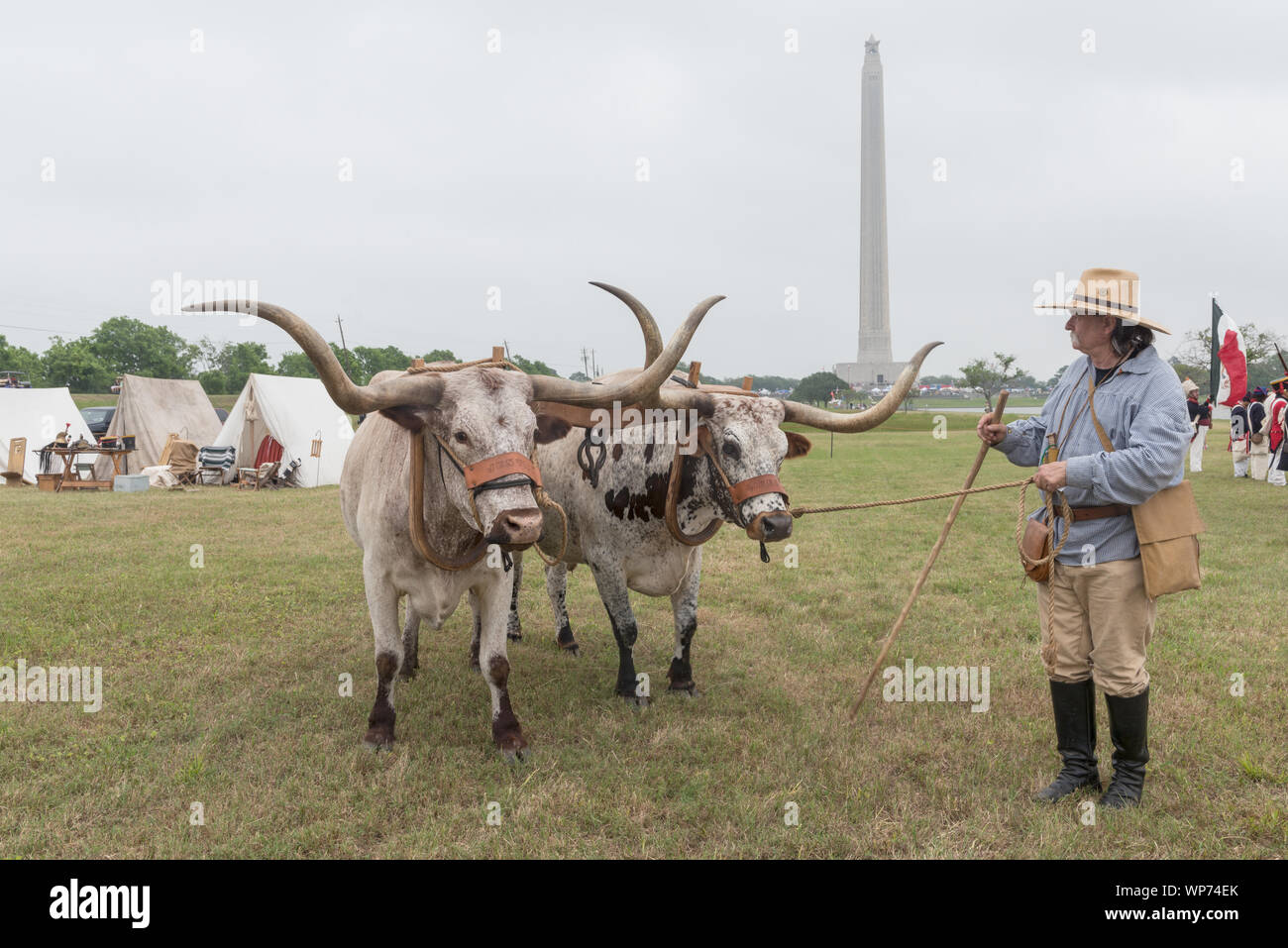 Larry Professor Paisley Heidbreder and his yoked Texan longhorns at the annual Battle of San Jacinto Festival and Battle Reenactment, a living-history retelling and demonstration of the historic Battle of San Jacinto in La Porte, Texas Stock Photo