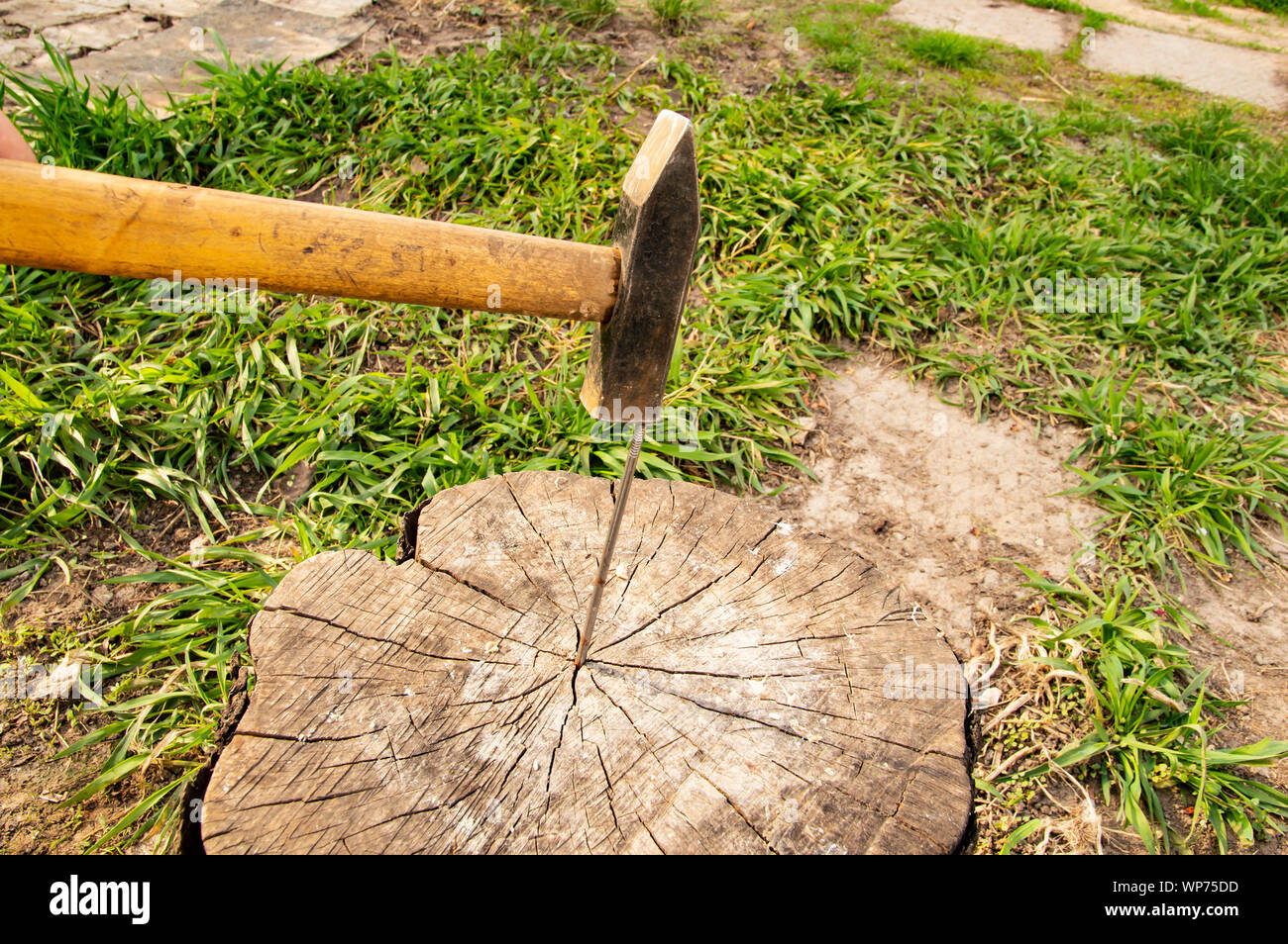 Golden tree stump table hires stock photography and images Alamy