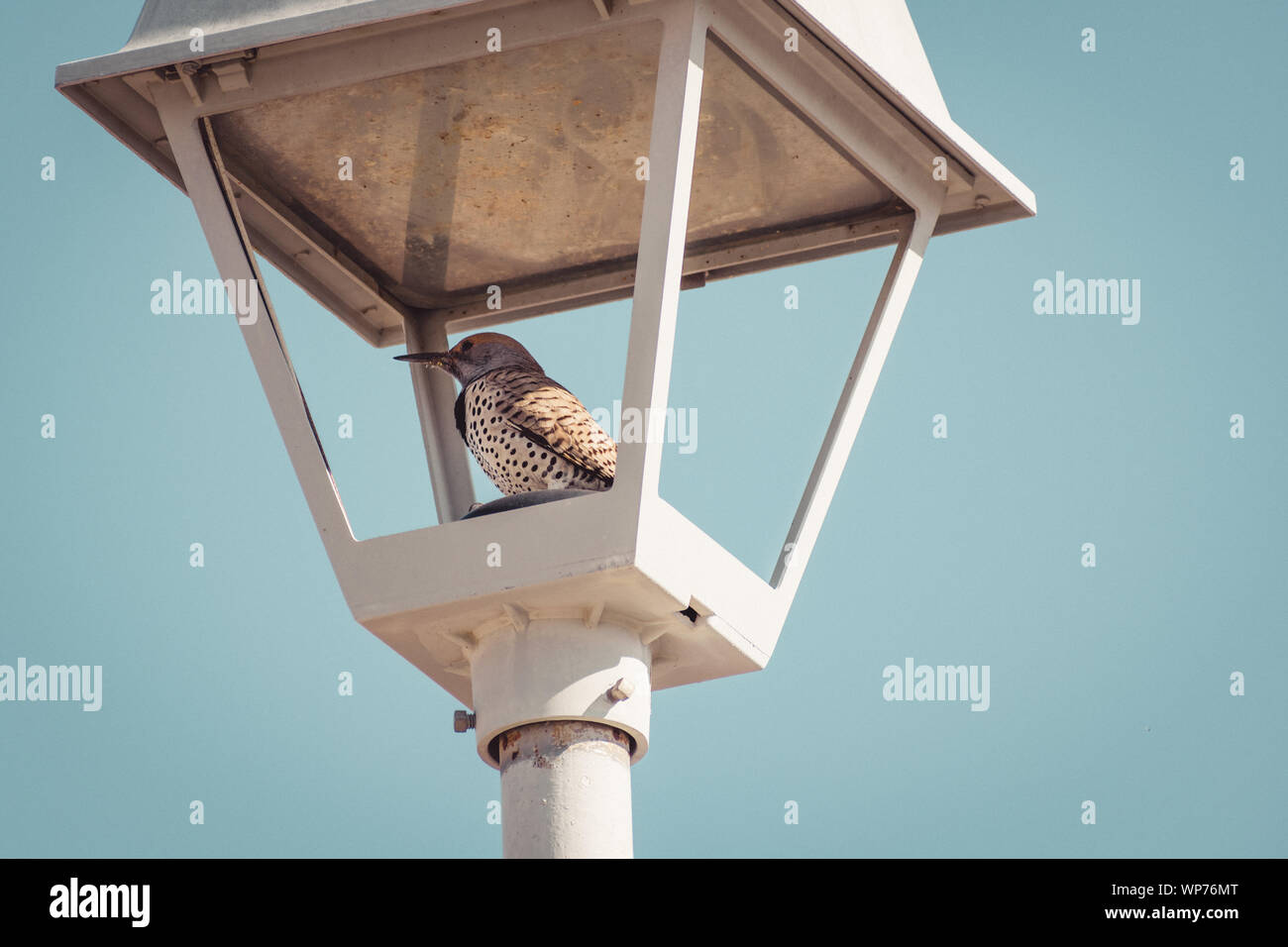 Analogue photograph of a Gila Woodpecker perched inside of a street lamp in Sun City, Arizona. Stock Photo