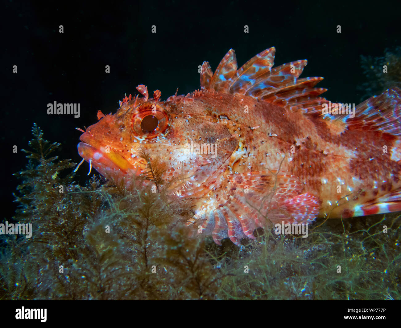 Red Scorpionfish (Scorpaena scrofa) Stock Photo