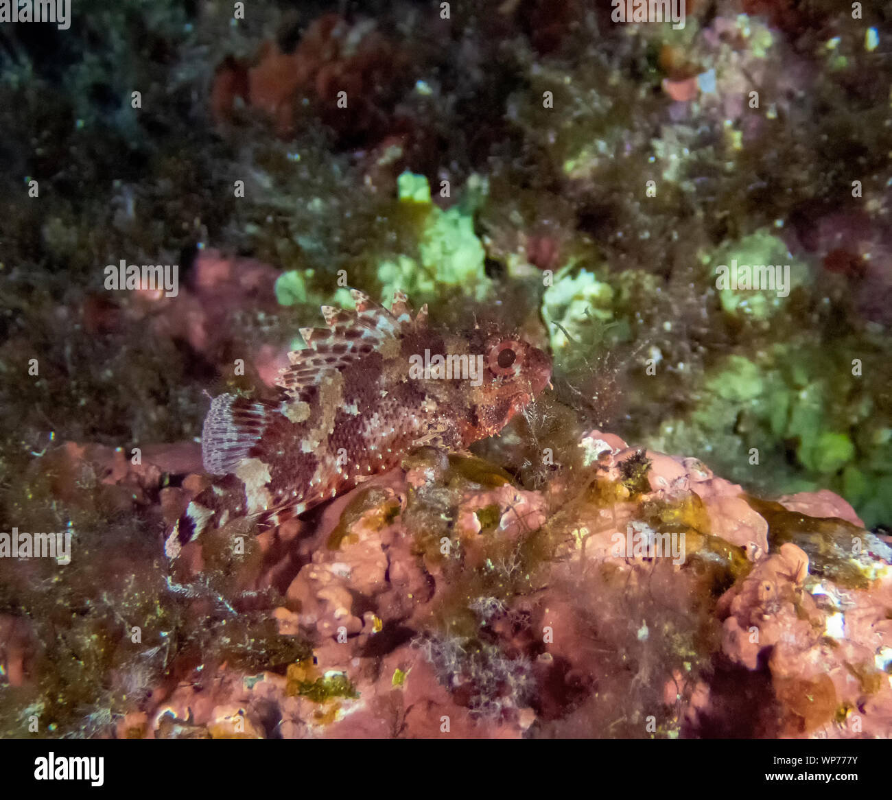 Black Scorpionfish Scorpaena Porcus Stock Photo Alamy black-scorpionfish-scorpaena-porcus-stock-photo-alamy