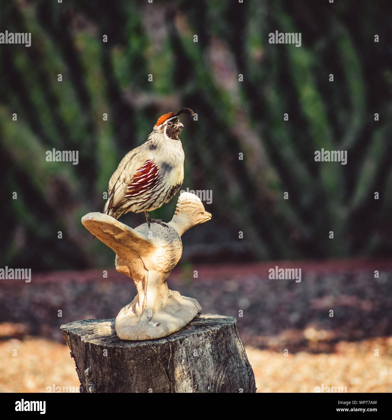 Square analogue photograph of a real quail perched on a bird backyard statue in Sun City, Arizona. Stock Photo