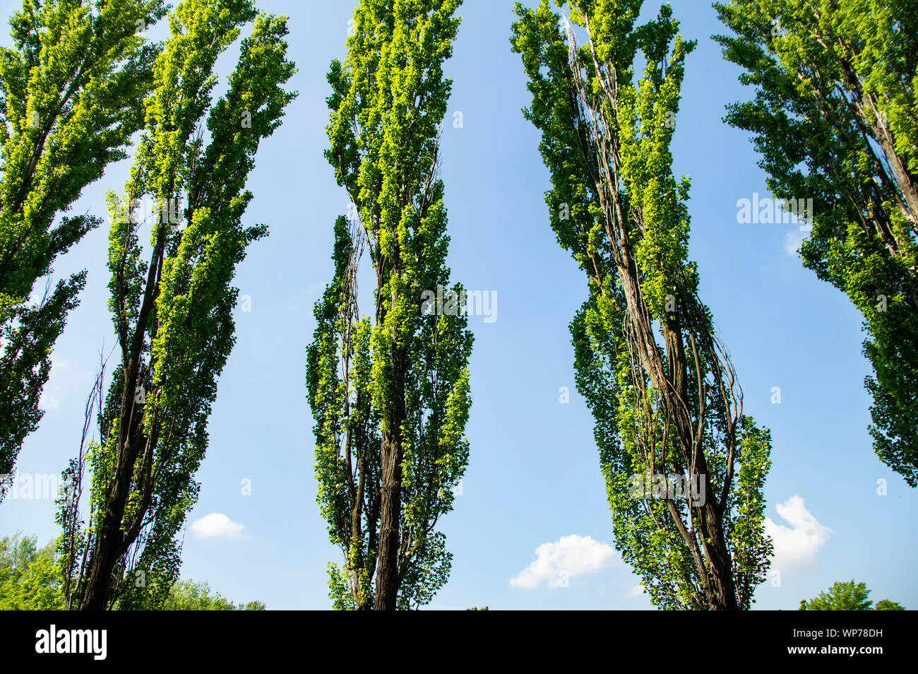 Dense forest poplar trees hi-res stock photography and images - Alamy