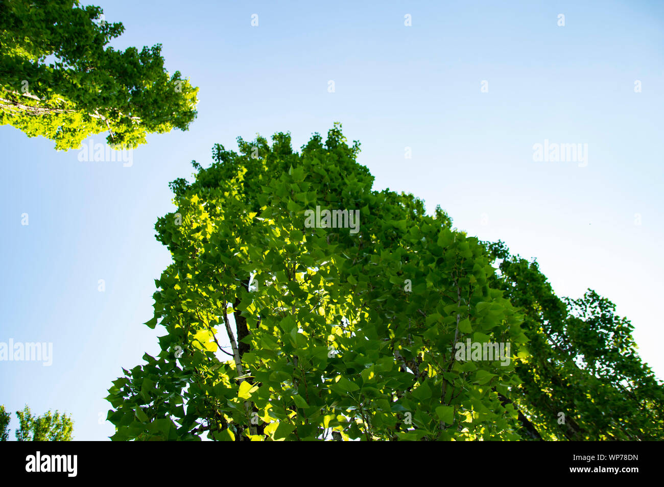 Dense forest poplar trees hi-res stock photography and images - Alamy