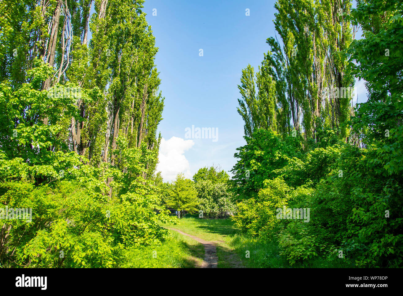 Dense forest poplar trees hi-res stock photography and images - Alamy