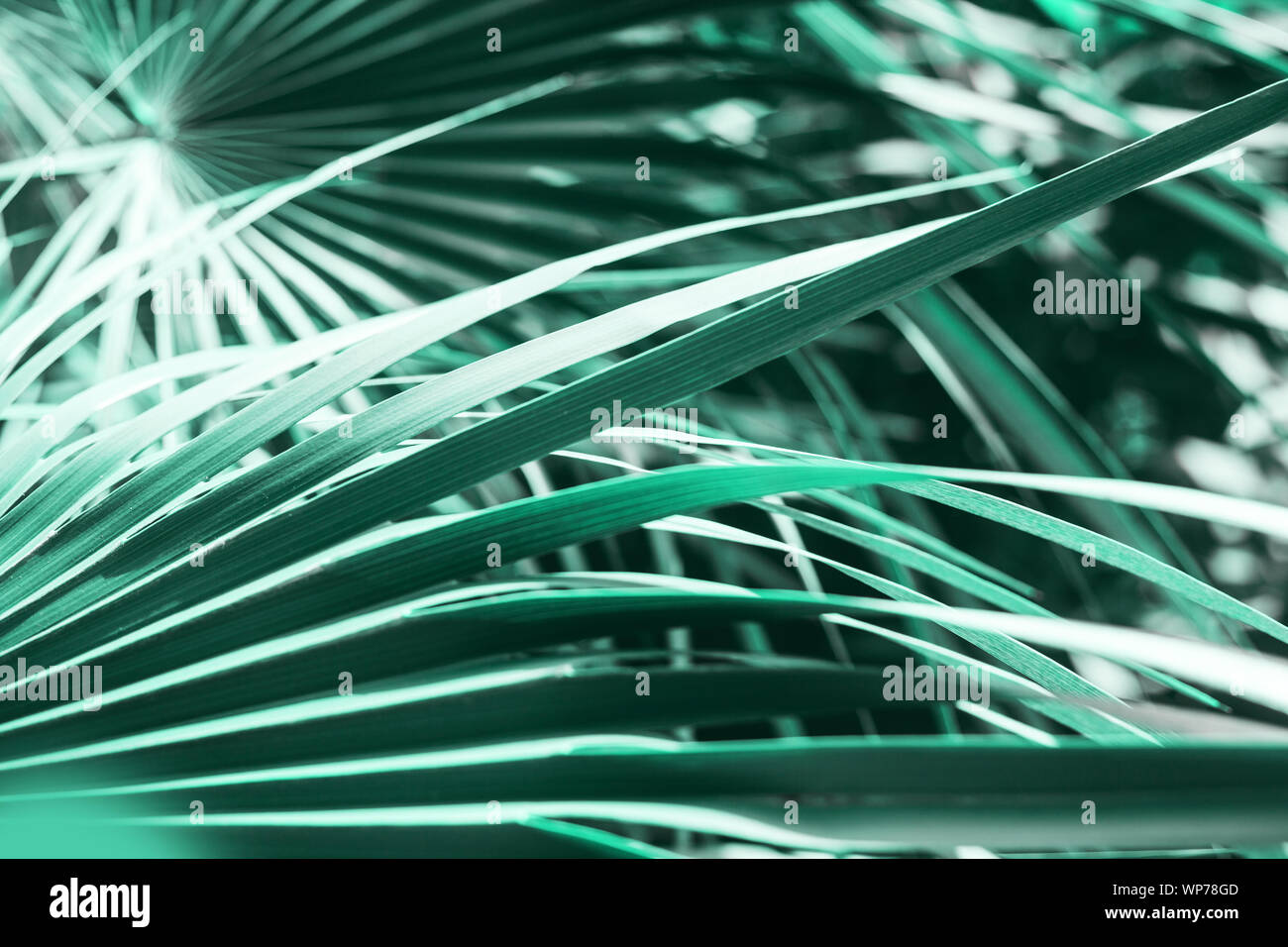 Tropical palm leaves shadow on green background. Nature concept, copy ...