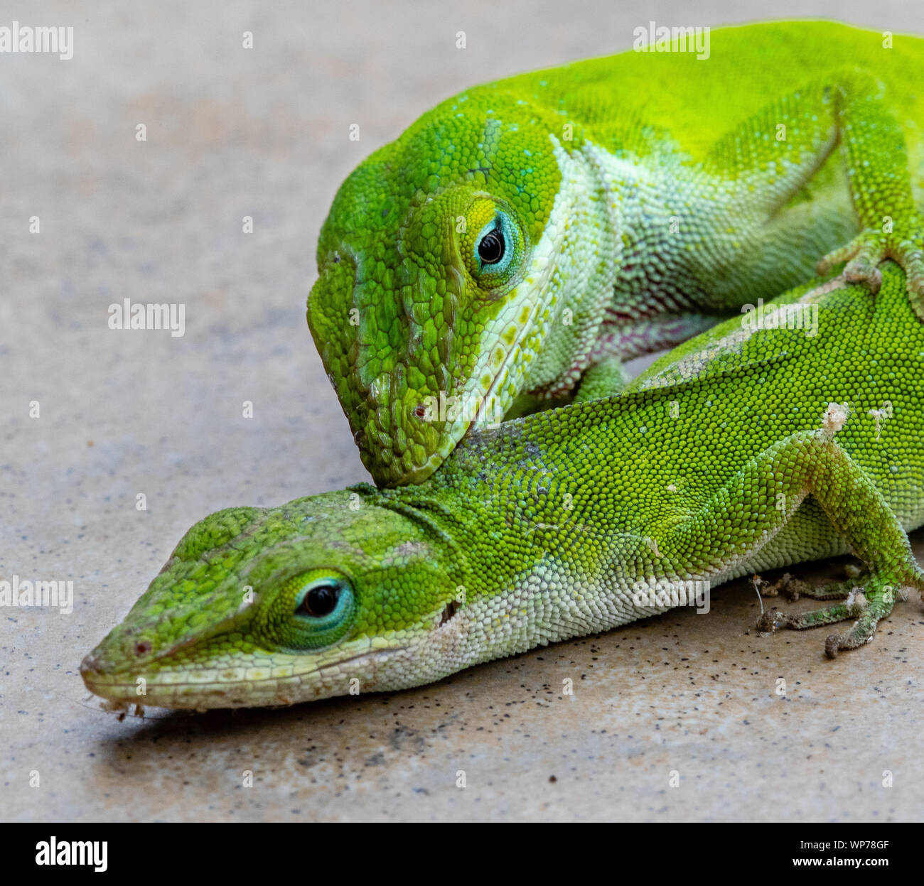 Green lizard, the Carolina Anole, biting another lizard Stock Photo