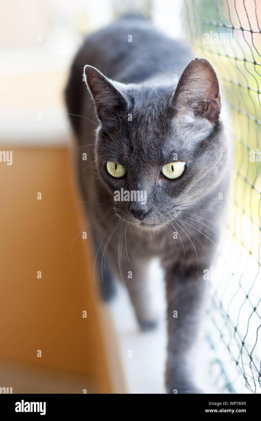 beautiful grey cat walking on a balcony protected by a net. Stock Photo