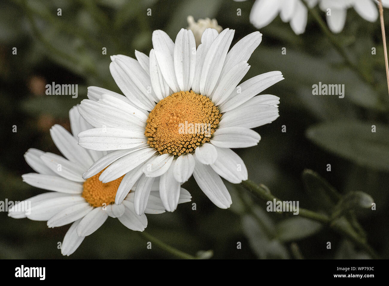 Closeup macro photography of 2 blossoms of the daisy flower. Stock Photo