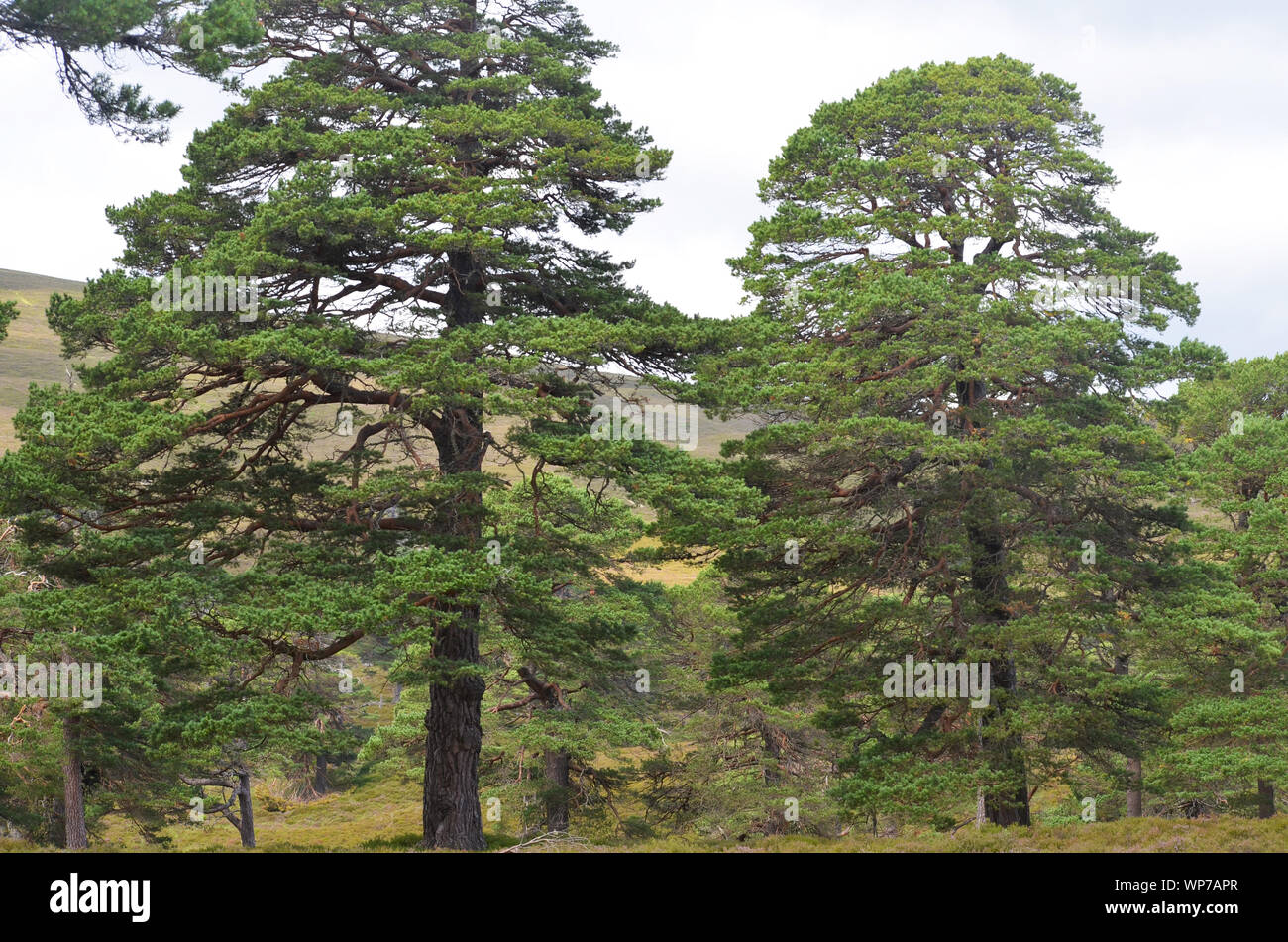 Caledonian Pine Forest High Resolution Stock Photography And Images Alamy