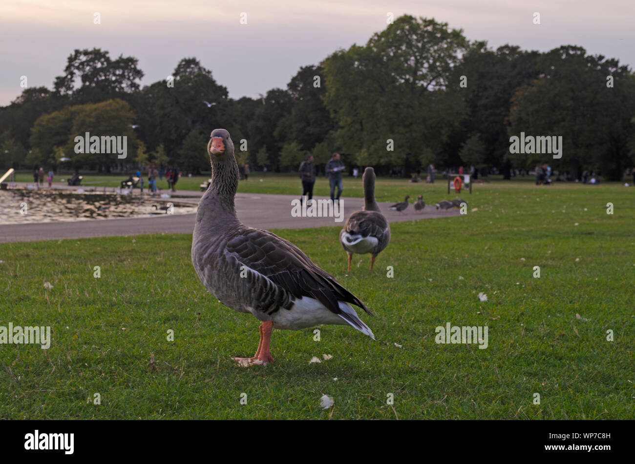 Greylag geese in and around the Round pond. Kensington Gardens, London ...