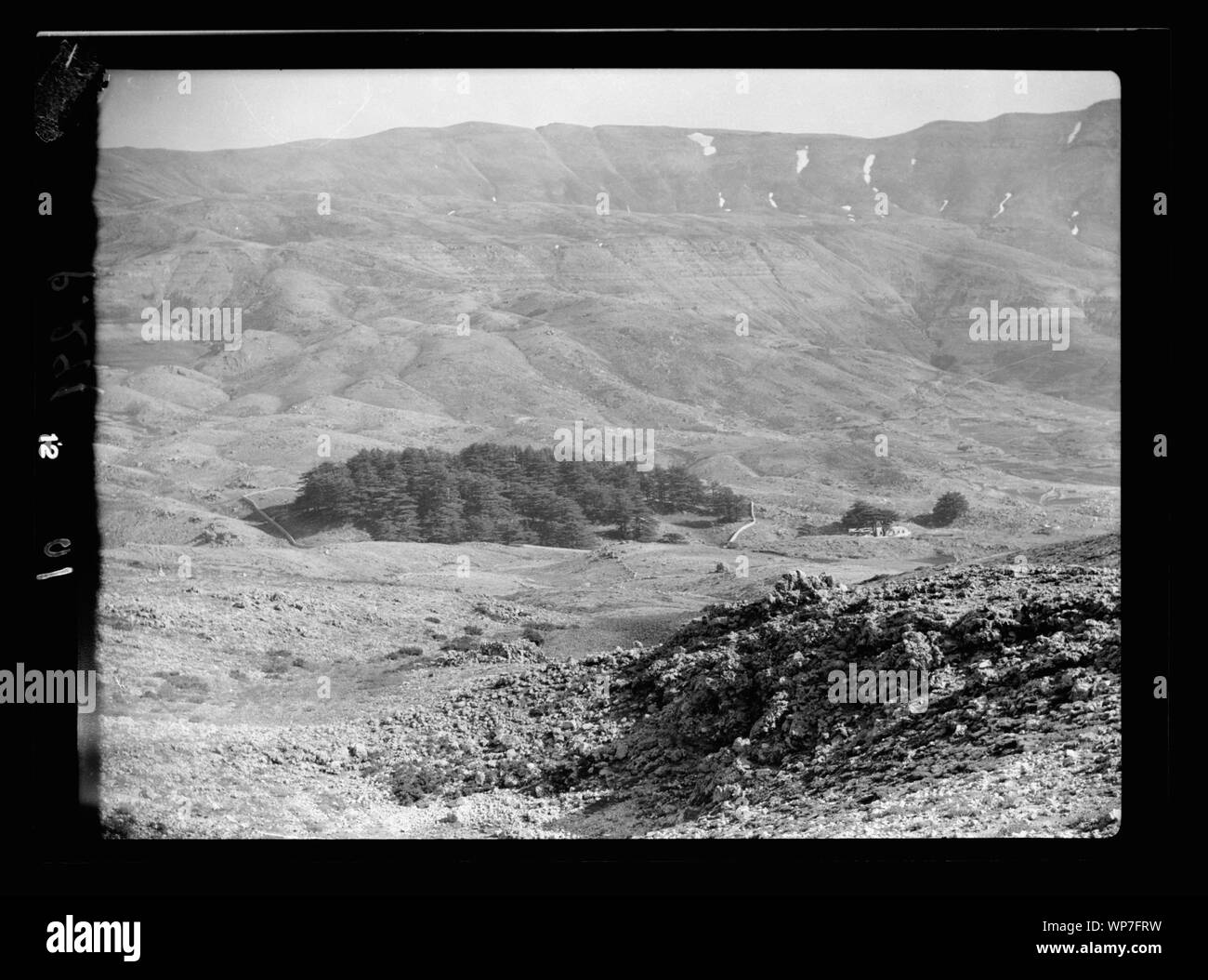 Cedar trees of lebanon Black and White Stock Photos & Images - Alamy