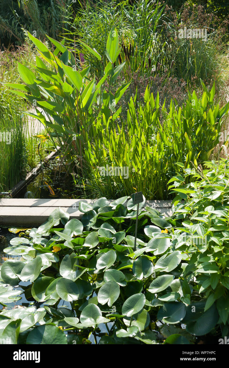 Der Jardin des Plantes ist ein Botanischer Garten in Paris mit einer