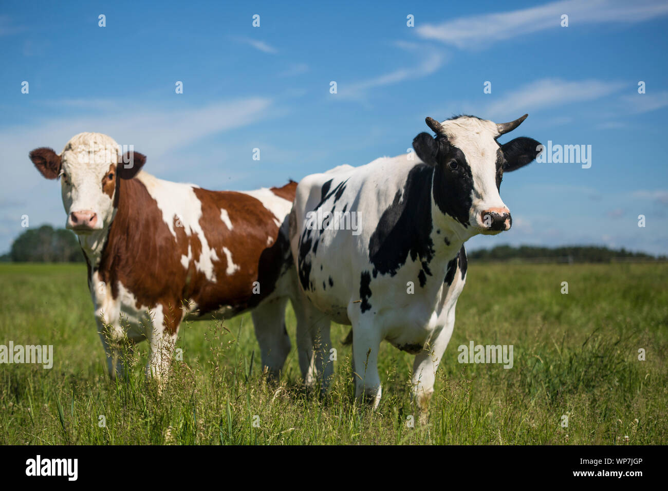 Beautiful brown holstein cow hi-res stock photography and images - Alamy