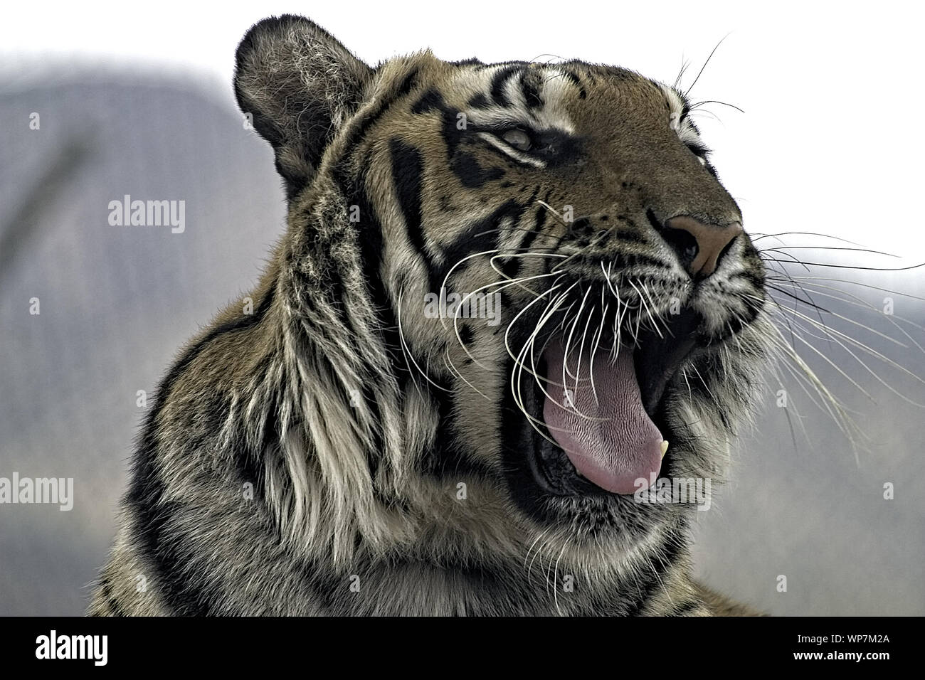 Bengal Tiger. Closeup head shot. Facing camera. Mouth open. Yawning