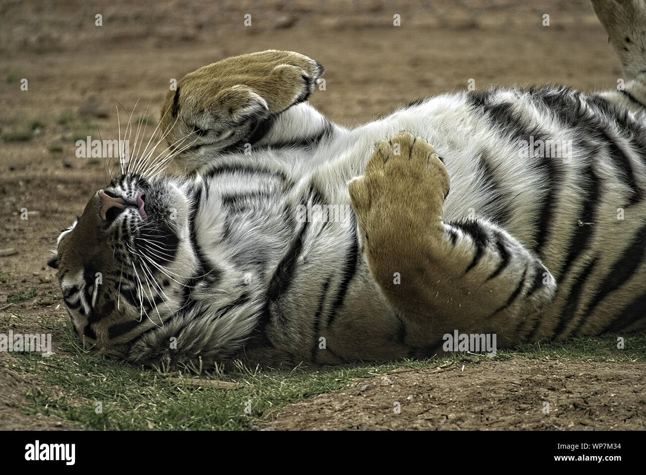 Bengal Tiger. Laying on back with paws up and not asleep. Partial body ...