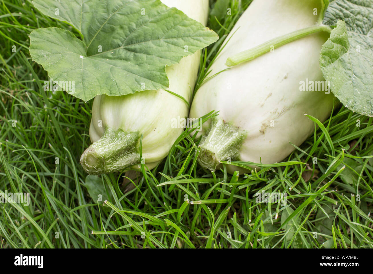 Two ripe zucchini lie on the green grass. Close-up Stock Photo